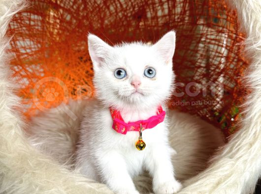 British Shorthair Kar Beyazı Bebekler