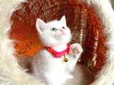British Shorthair Kar Beyazı Bebekler