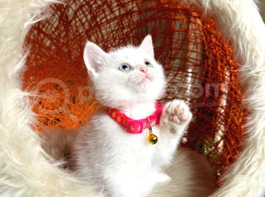British Shorthair Kar Beyazı Bebekler görsel