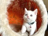 British Shorthair Kar Beyazı Bebekler