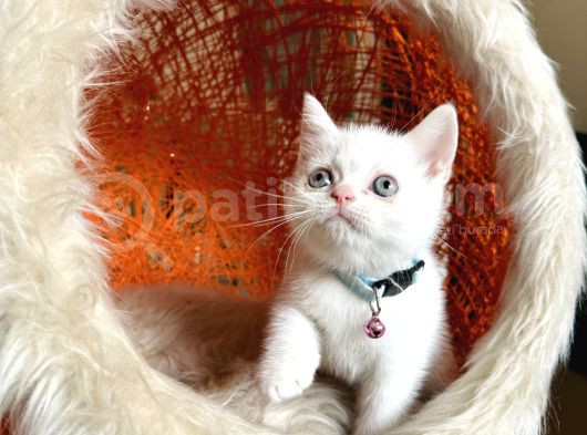 British Shorthair Kar Beyazı Bebekler görsel