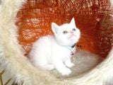 British Shorthair Kar Beyazı Bebekler
