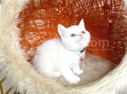 British Shorthair Kar Beyazı Bebekler görsel