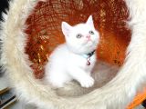 British Shorthair Kar Beyazı Bebekler