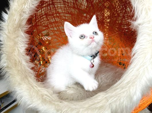 British Shorthair Kar Beyazı Bebekler görsel