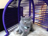 Ayıcık Surat British Shorthair Blue Yavrumuz