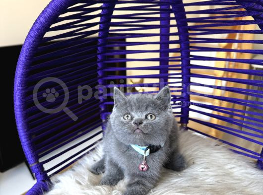 Ayıcık Surat British Shorthair Blue Yavrumuz görsel