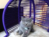 Ayıcık Surat British Shorthair Blue Yavrumuz