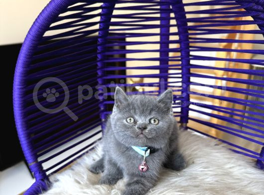 Ayıcık Surat British Shorthair Blue Yavrumuz