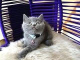 Ayıcık Surat British Shorthair Blue Yavrumuz