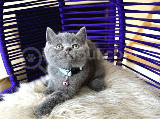 Ayıcık Surat British Shorthair Blue Yavrumuz görsel