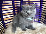 Ayıcık Surat British Shorthair Blue Yavrumuz