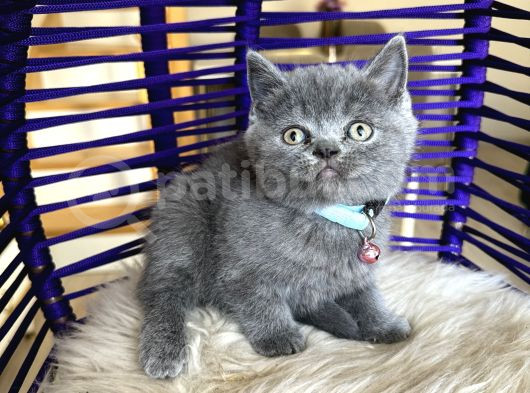 Ayıcık Surat British Shorthair Blue Yavrumuz görsel