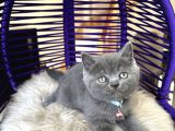 Ayıcık Surat British Shorthair Blue Yavrumuz