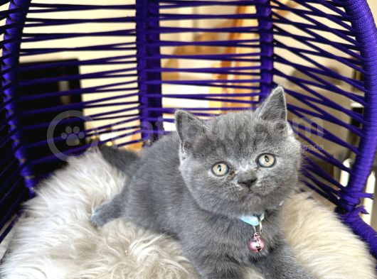 Ayıcık Surat British Shorthair Blue Yavrumuz görsel