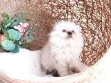 Scottish Fold Longhair Dişi