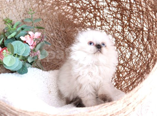 Scottish Fold Longhair Dişi görsel