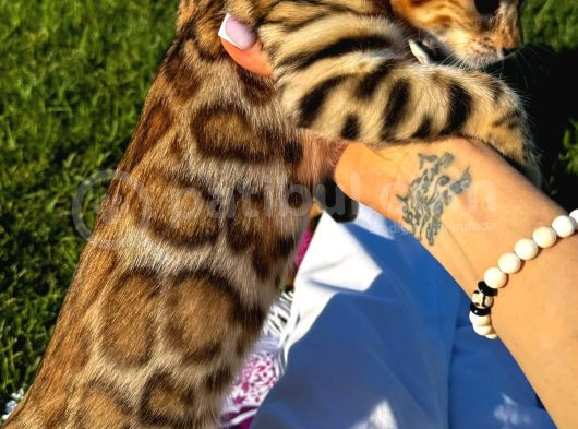 Safkan Bengal Brown Dişi görsel
