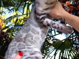 Silver Bengal Erkek