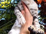 Silver Bengal Erkek
