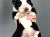 Border Collie Yavrular