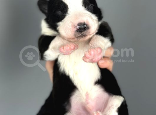 Border Collie Yavrular görsel
