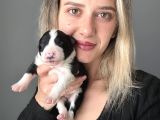 Border Collie Yavrular