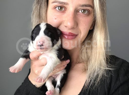 Border Collie Yavrular görsel