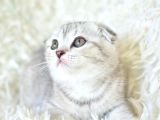 Best Klas Ns25 Scottish Fold Yavrumuz