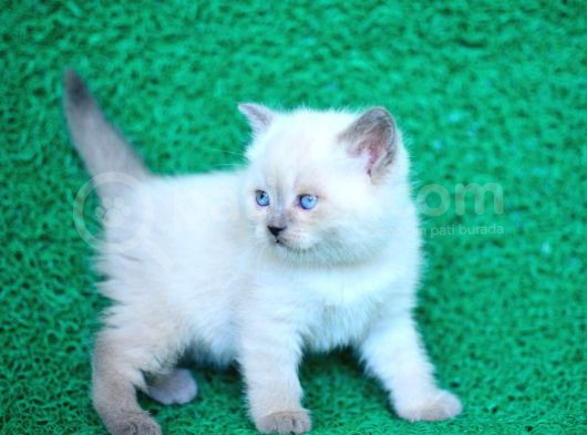 Bulutlar Kadar Güzel Blue Point British Short Hair görsel