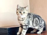 British Short Hair Yavrular