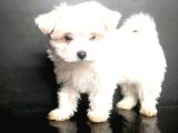 Maltese Bebekler