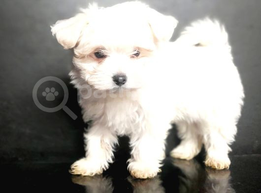 Maltese Bebekler görsel