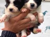 Border Collie Yavrularımız