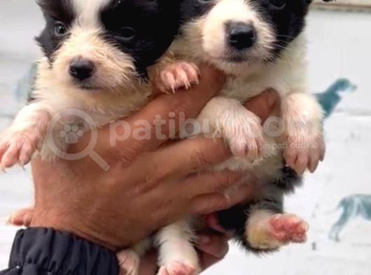 Border Collie Yavrularımız görsel