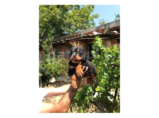 Rottweiler Yavruları görsel