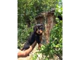 Rottweiler Yavruları