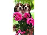 Beagle Bebekleri̇mi̇z