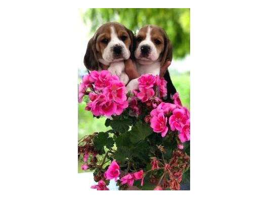 Beagle Bebekleri̇mi̇z görsel