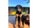 KİNG DOBERMAN YAVRULARI