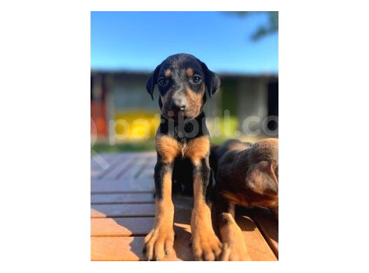 Ki̇ng Doberman Yavrulari