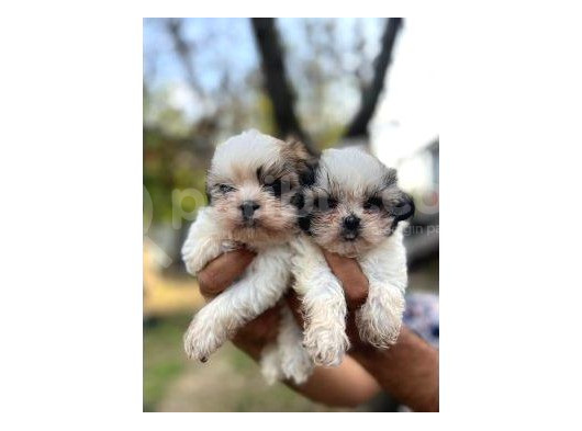 Shi̇h Tzu Bebekleri̇mi̇z görsel