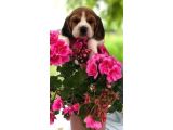 Beagle Bebekleri̇mi̇z