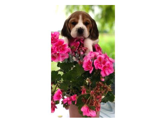 Beagle Bebekleri̇mi̇z görsel