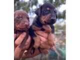 Ki̇ng Doberman Yavrulari