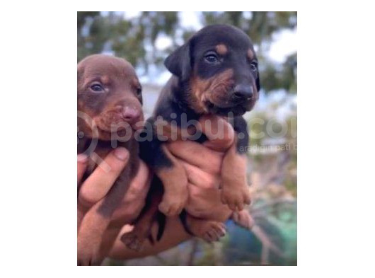 Ki̇ng Doberman Yavrulari görsel