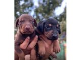 Ki̇ng Doberman Yavrulari