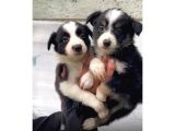 Border Collie Yavrularımız