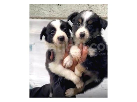 Border Collie Yavrularımız görsel