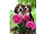 Beagle Bebekleri̇mi̇z